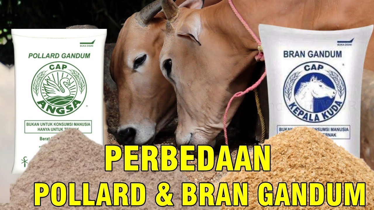 
                                 Perbedaan-Pollard-Dan-Bran-Gandum-Pakan-Ternak